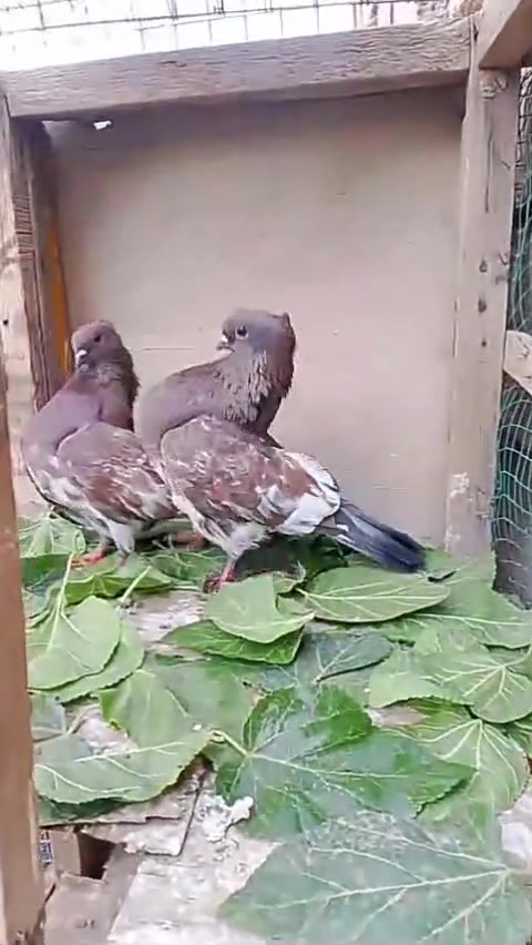 تاجي المشاهدة • مثل الصورة • قفل