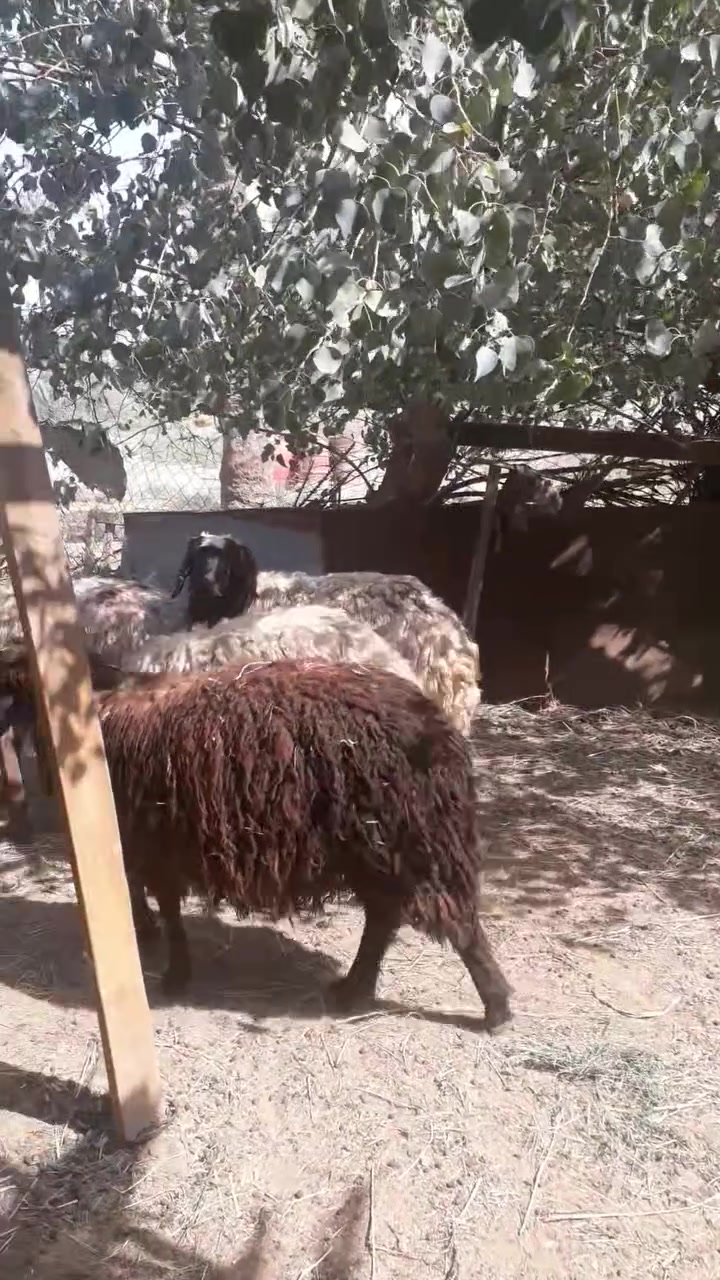 وراجين بنات العام مامبدلات ولا سن فحلهن وياهن مكاني كربلاء طوريج ***********
