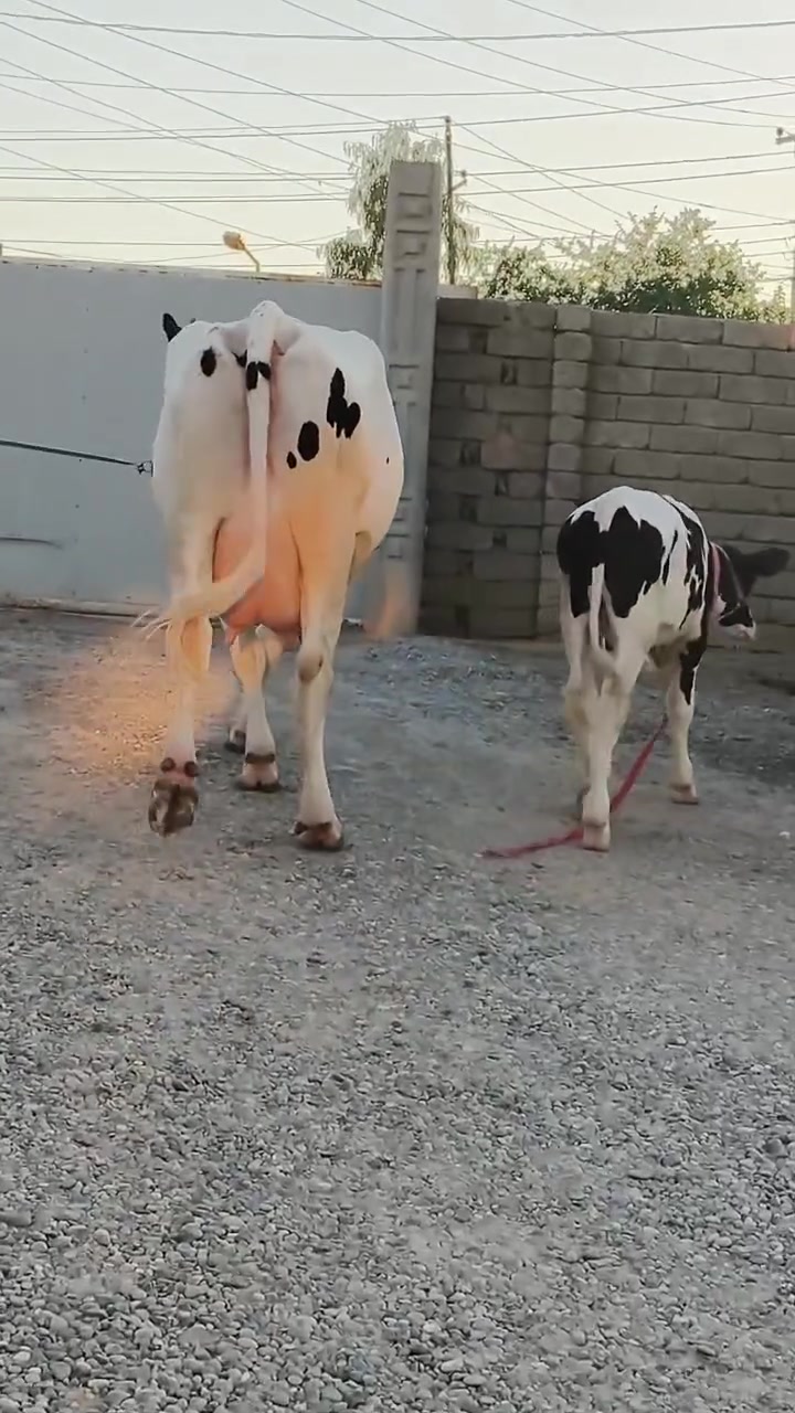 السلام عليكم بكره رغوث ع كل عيب وراها حولي هولشتاين حوليها أجم رقم واحد درجه اولى تلقحت قبل 20 يوم حلال ثگيل خشانه فول علاتها تسع سوف تقريبا حليب ودسامه فول ضالمها التصوير المكان الشرقاط قرية شكرا ***********
