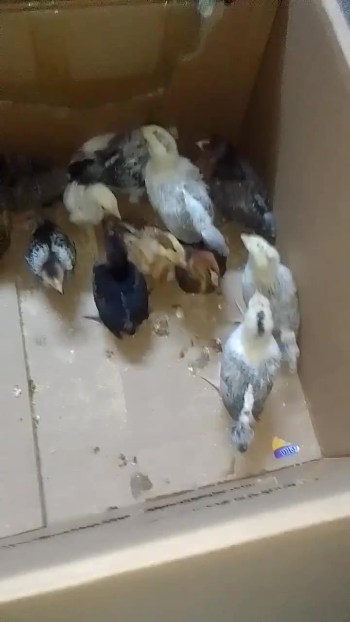 صواصي عرب • عمره شهر • قضاء عنه براس الغربي