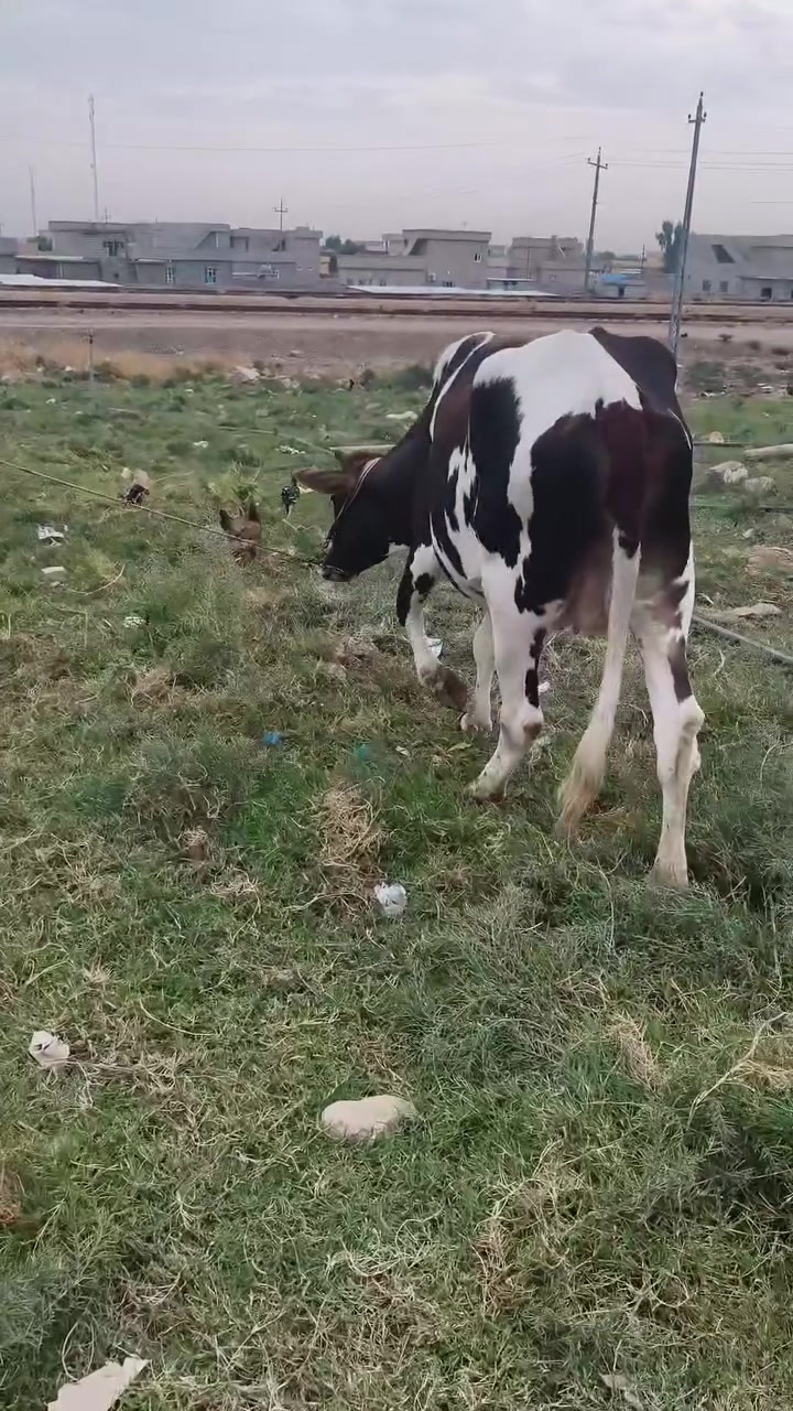 القياره قريه الاجمسه • كفاله مكفله • بطن اعشار