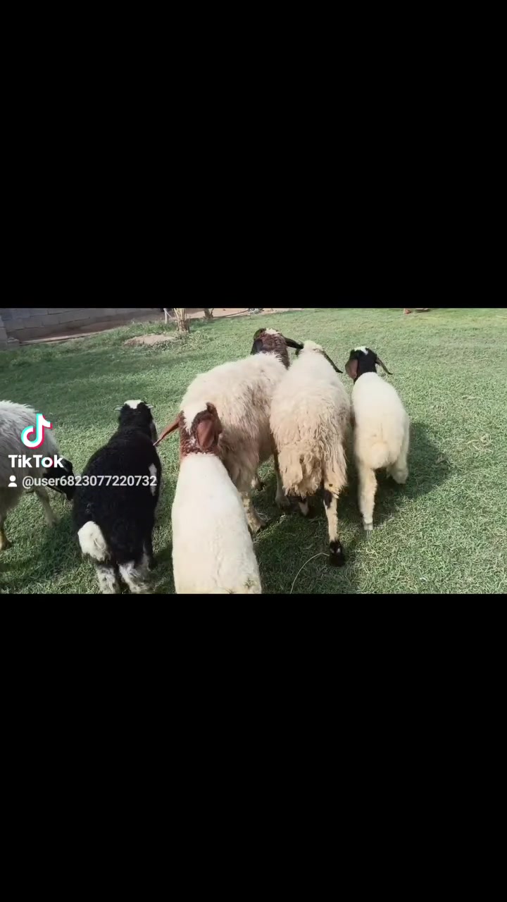 بسم الله ما شاء الله متاح حلال للبيع العدد 3 مطافيل وراهن فطايم اثنين وفحل خير من الله حلال مكفول كفاله عامه سنه وشطر وعين حلال مال جني ناصح خير من الله مكانه بغداد المشاهده قرب التاجي الشراي يخابر ويتدلل سعر خاص. (‪***********
