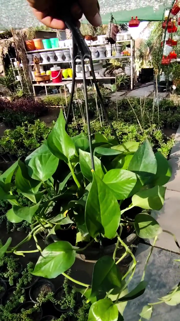 🌿🔥 بس بـ ٦,٠٠٠ دينار فقط! 🔥

اللبلاب المتدلي 💚
شكل جميل وكثافة رائعة

⏳ متوفر بكمية محدودة، لا تفوّت الفرصة!

📍 العنوان: كوت الفلاحية، قرب جسر الأنوار، مجاور أسالة ماء الفلاحية
🚚 التوصيل: داخل الكوت فقط
📞 للطلب والاستفسار: ***********
