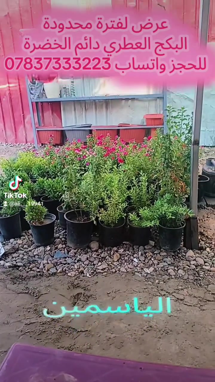 احجز قبل نفاذ الكمية البكج العطري الدائمي
 للحجز واتساب***********
