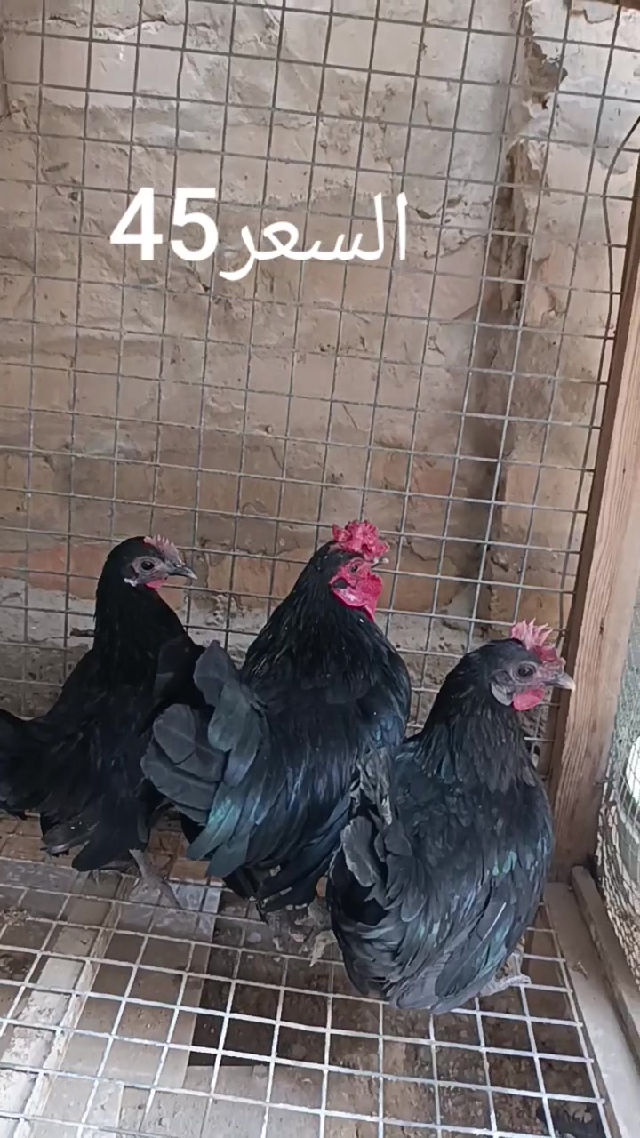 صلاح الدين • الدور • سباني عادي