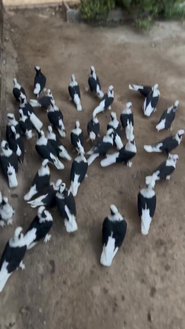 طيور • ٢٣ زوج • ناصرية مركز