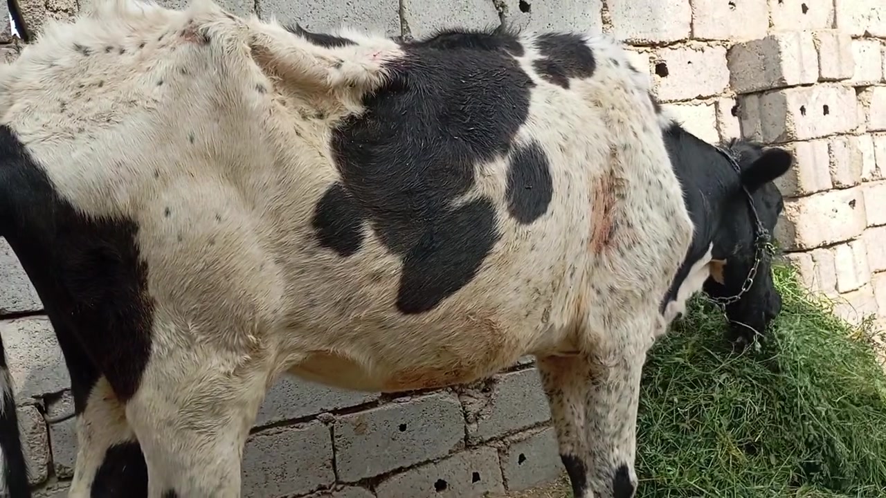 حامل ٧شهر • حامل شهرين • توصيل