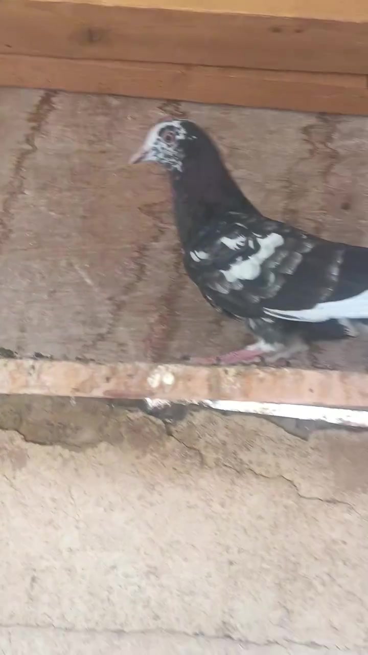 بصراوي مخلف • مدينه الصدر • متاح