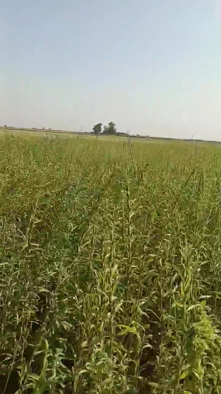 سمسم • للبيع • سعر مناسب
