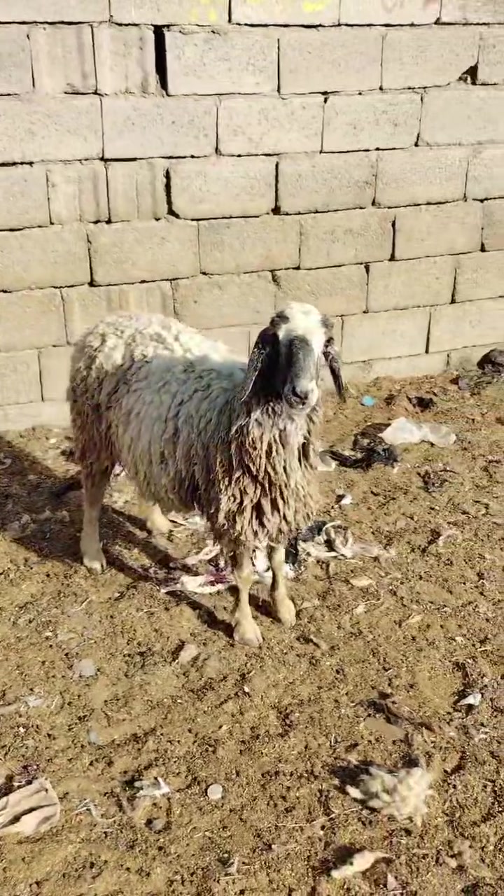 ياالله نعجه مضرع شرط فحص سونار للبيع سعر ٣٥٠لمكان لبصره زبير *********** يوجد توصيل داخل لبصره
