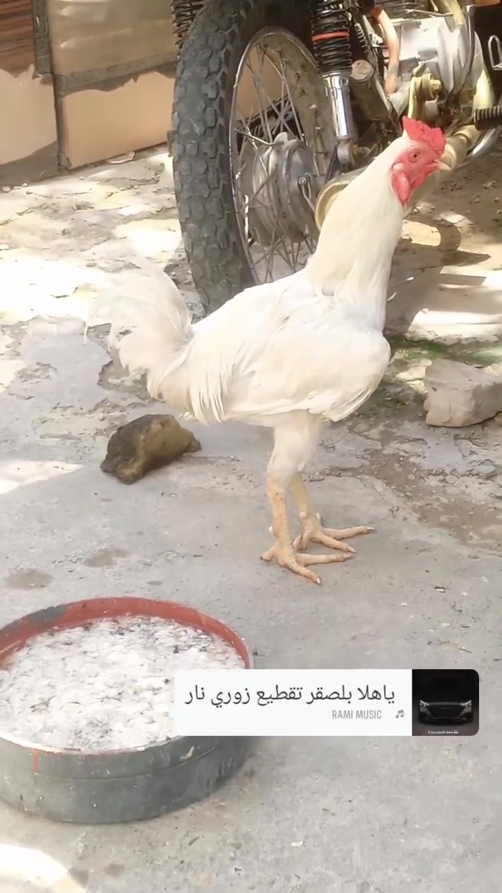 السلام عليكم ديج اودجاجة للبيع السعر 50اوبيهن مال الشراي يتفضل خاص اويتصل ***********
