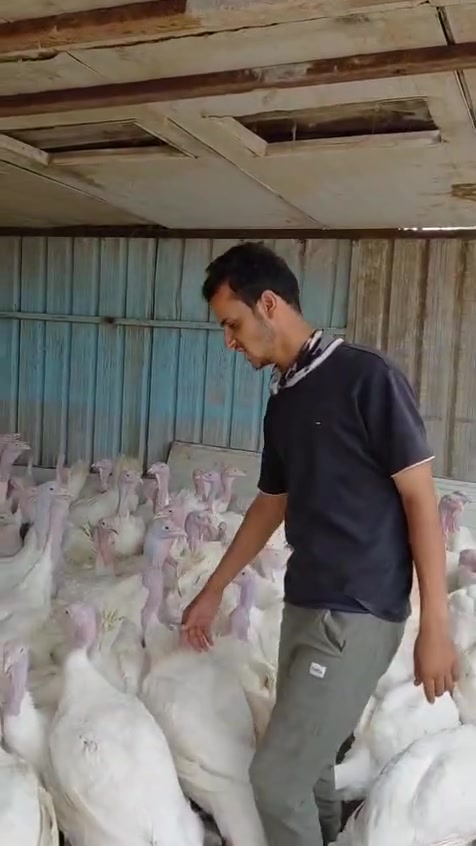 دجاج شركة • فسيفس • الخالص