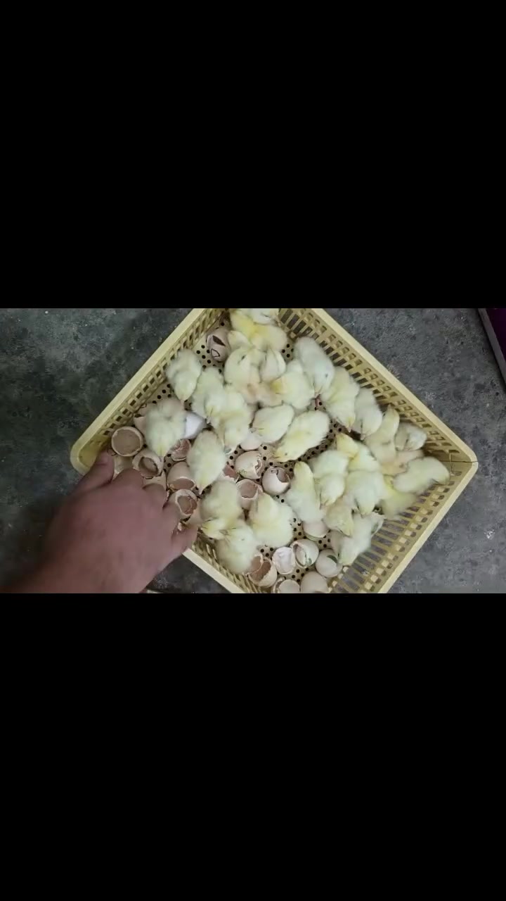 رأي زبائننا الكرام بعد تسليم افراخ الامانات لأصحابها بعد الفقس والنتيجة ممتازة جدا 😍🐣
مستمرين بإستقبال بيض الامانات يوميا من الساعة العاشرة صباحاً الى الساعة العاشرة مساءً
العنوان موصل الايمن حي الشفاء قرب قلعة باشطابيا شارع جامع الامام محسن 
للتواصل والاستفسار الاتصال على الارقام التالية :
*********** واتساب
***********
#مفقس-باشطابيا
