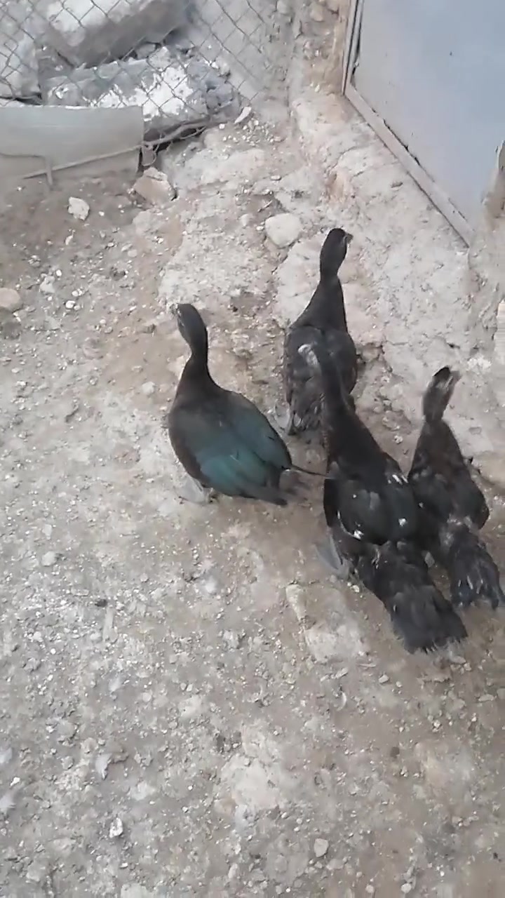 بط فرنسي • بط حلبي • بط احمر