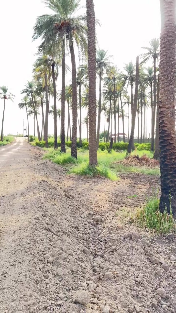 دونم طابو زراعي • سند ٢٥ • ١٠٠م عن دجلة