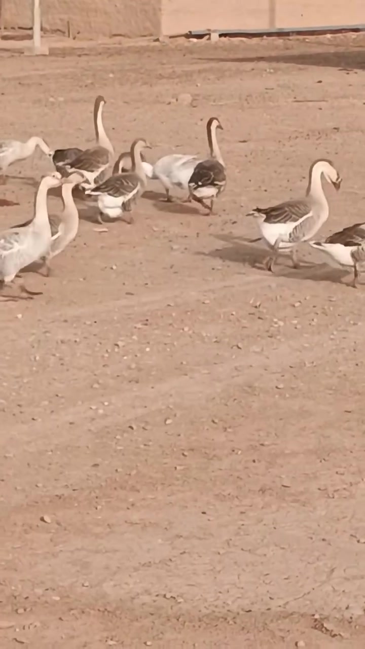 غاز • سعر خاص • كركوك