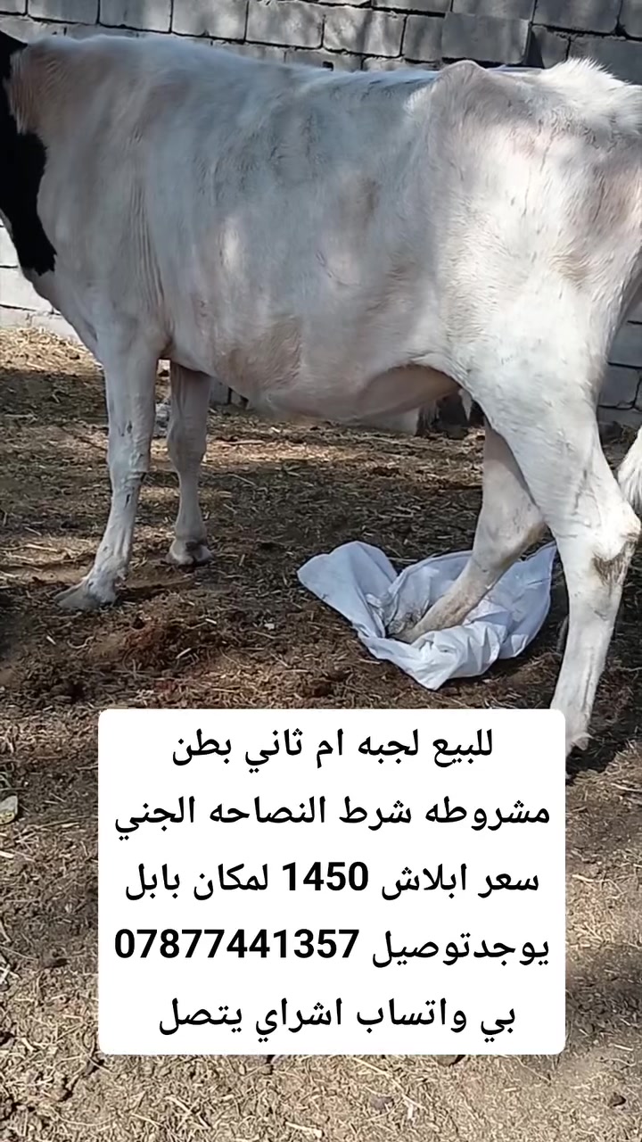 بابل • توصيل • واتساب