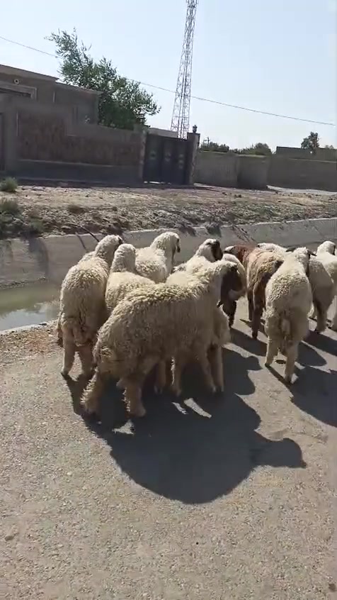 بسم الله ما شاء الله
#طليان  العدد ١٢ تسعه فطايم وثلاثه فحل طليان كلهن شكه من حلال كريش حلال خير من الله وكصه وحده يرهمن ارباط وكصابه المكان واسط الشحيميه قريه ١٠
***********
