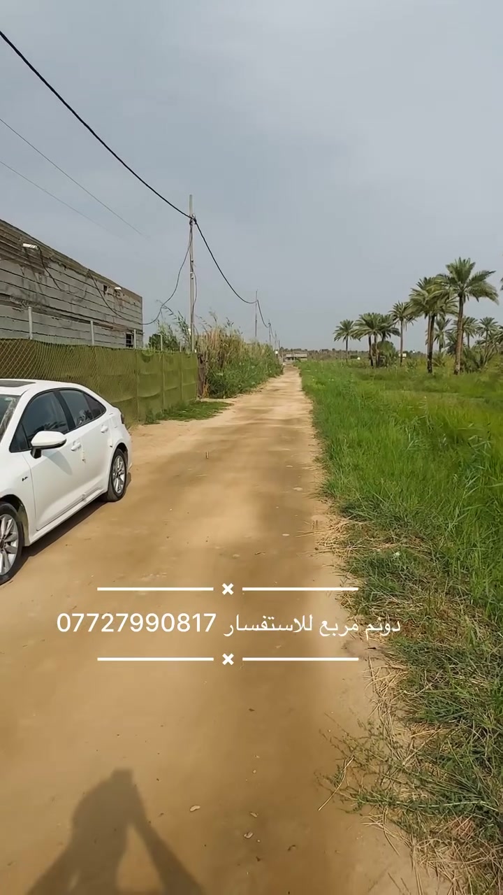 دونم • واجهة ٥٠ • نخل مزروع