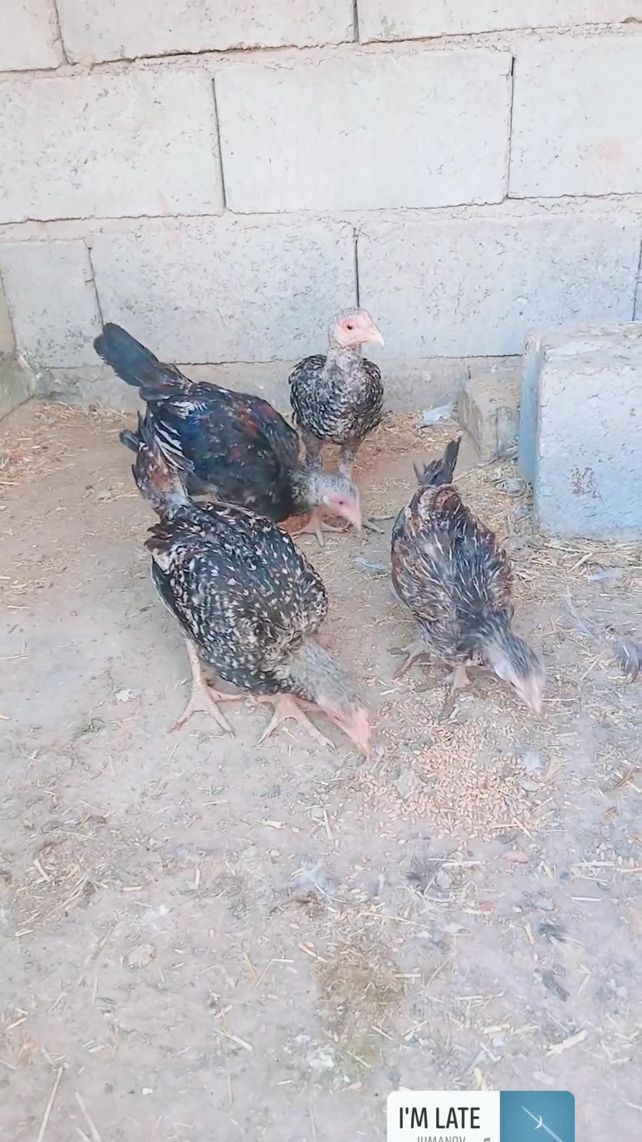 ٤ فراريج • شارع عشرين