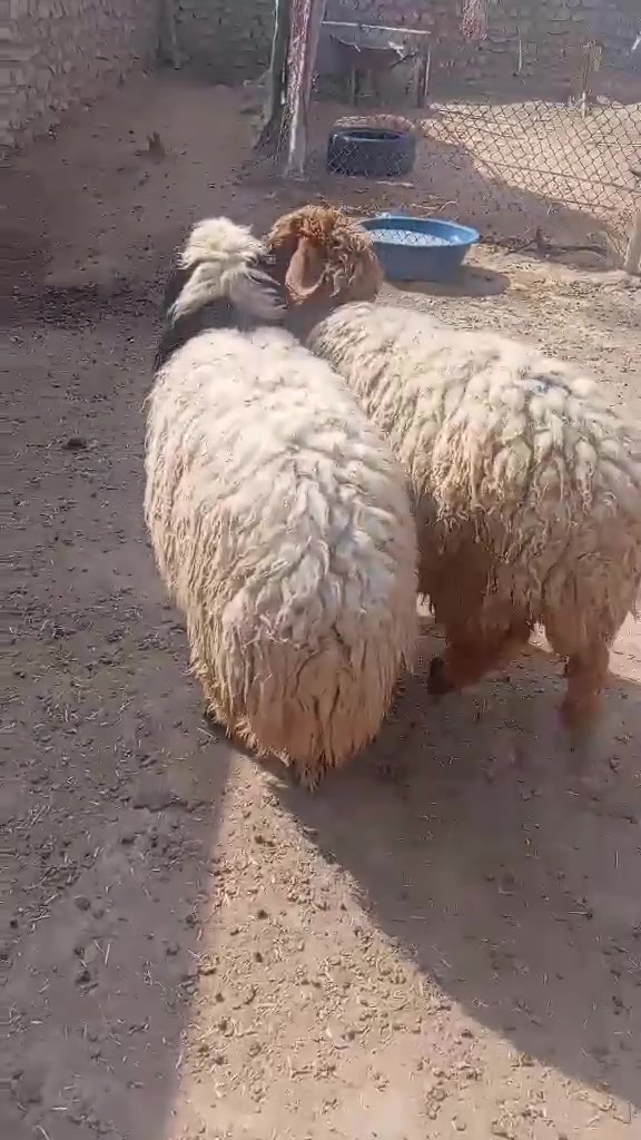 دجات • معالفات • ملقحات
