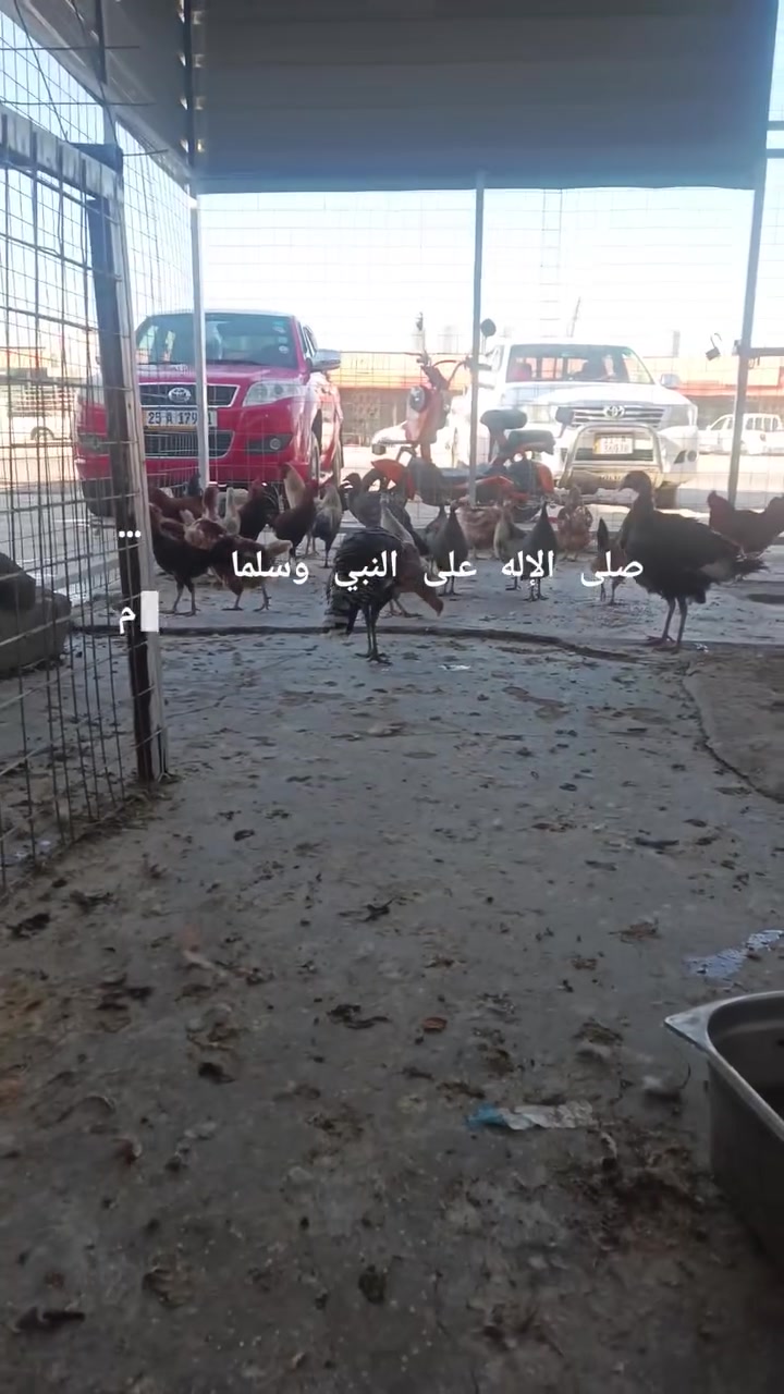 سلام عليكم متاح متوفر ديوك عرب +دجاج عرب +فسيفس+قبج +دجاج احمر
