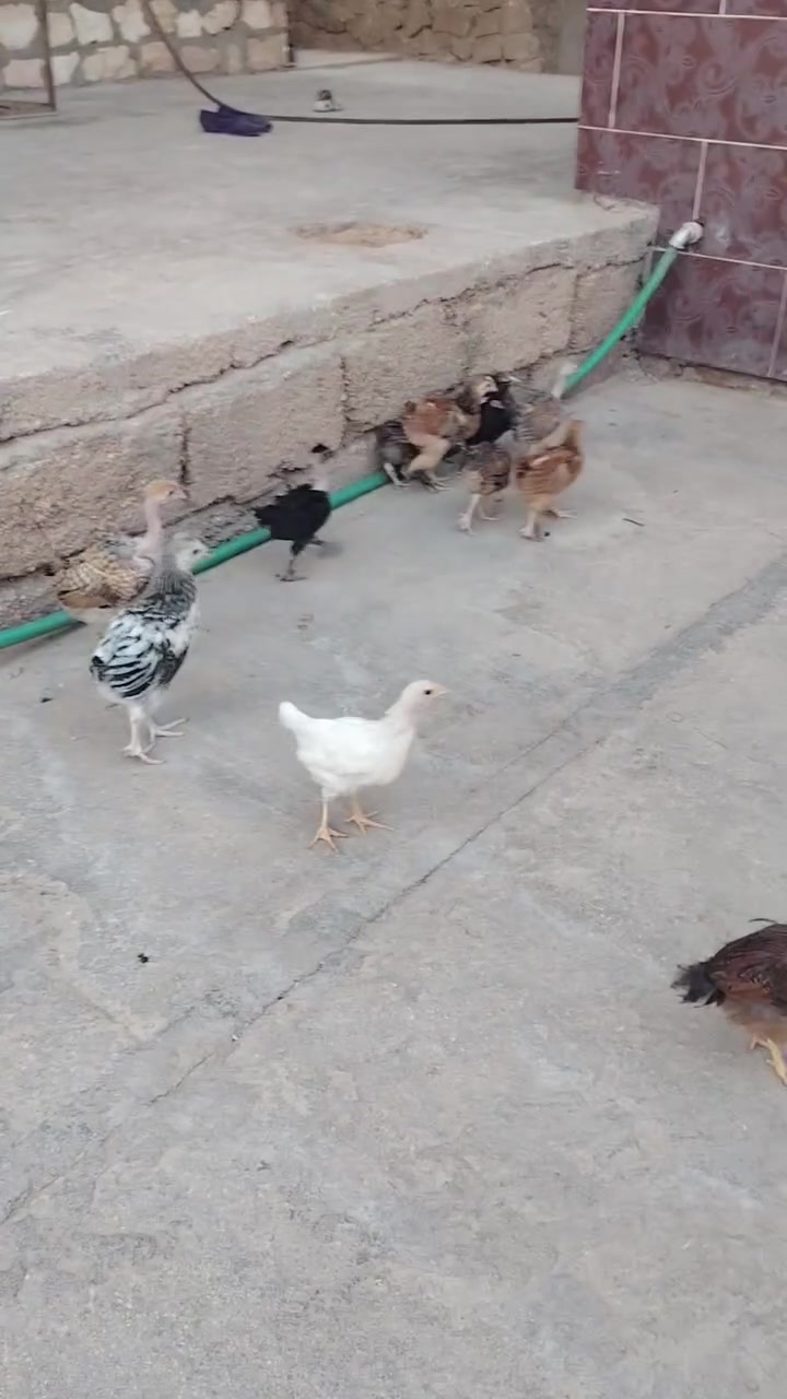 متاح صواصي عرب مخلوطات ابو ركيبه وعرب العدد 11 طير ماخذات جميع القاحات شرط النصاح التفاصيل واضح من الفيديو السعر الزوح ب8 التفاصيل خاص او عل الرقم ***********
