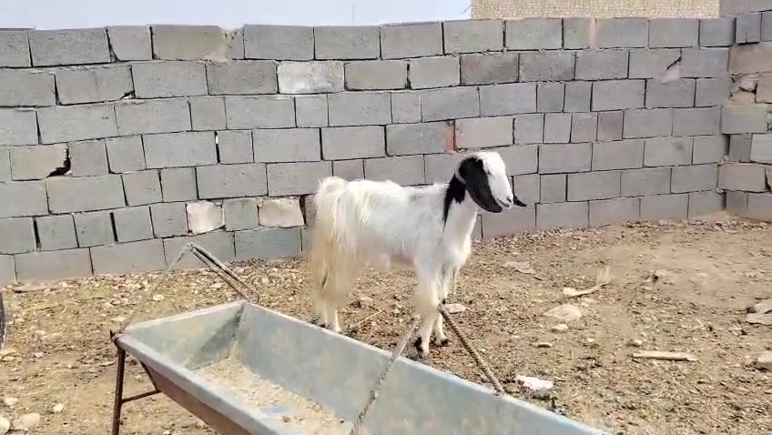 عنز • سمينه • حديثه بني داهر