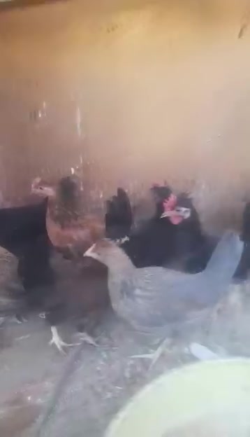 متاح للبيع فراريج كويتي فرك خط اول عمره 2 شهرين ونص واكشر زوج 20 شلع عددها 7 3 فراريج وديوك 4 شلع كله 75 بيه مجال بسيط مكاني قضاء عنه براس الغربي شراي يدخل خاصه ويتصل على رقم الهاتف ***********
