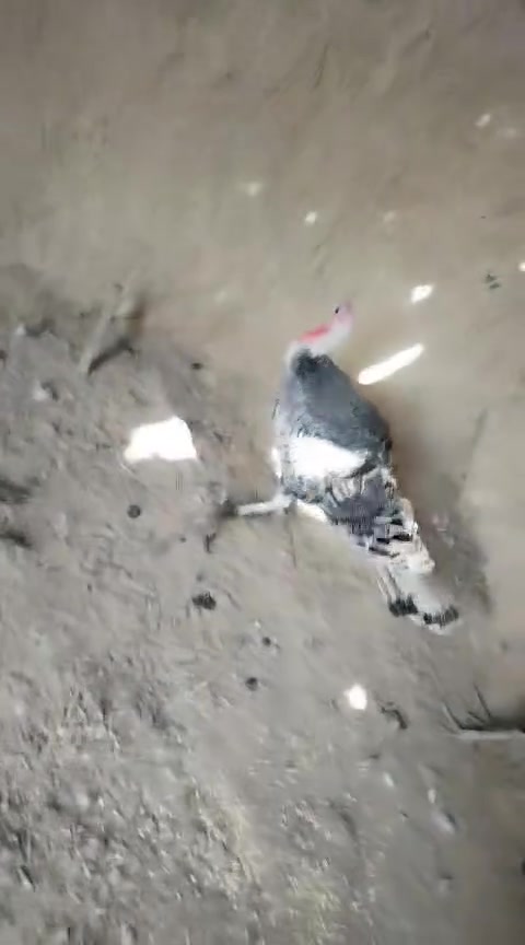 فسيفسات • البدير • ملقحات