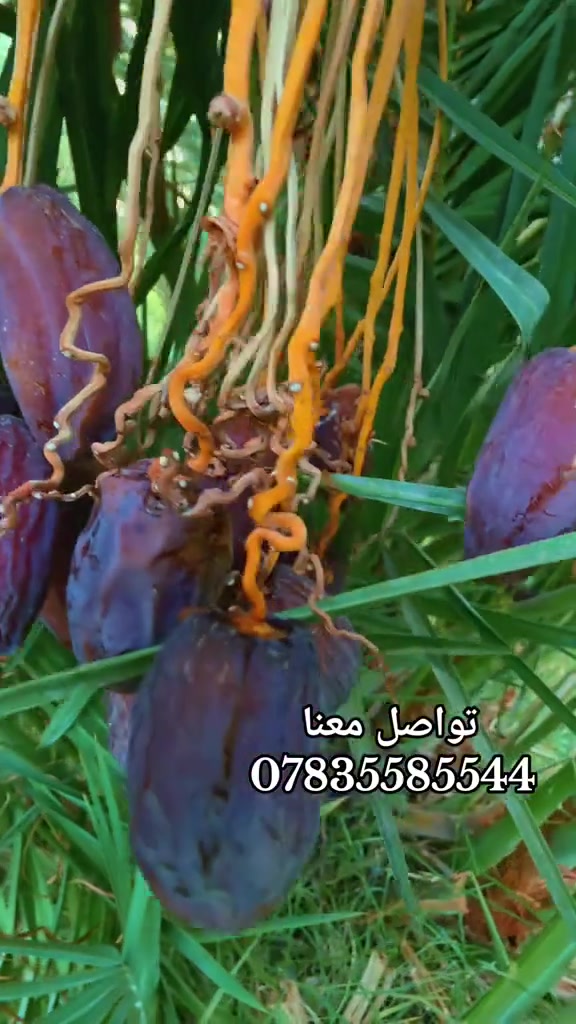 فسائل نخيل • تمور نسيجي • أبو غريب
