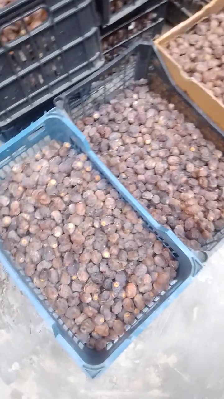 تمر برحي • جملة • نص طن