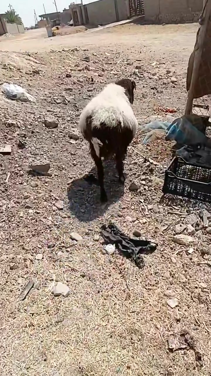 نعجه عشره حاطه على ميلاد لسعر 350 قفل مكانه حديثه بروانه تصال ***********

