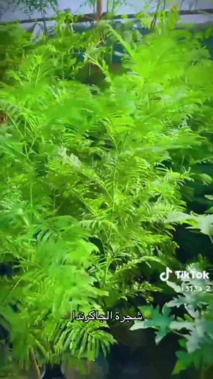 جاكرنده • اكاسيه • شتلات جملة