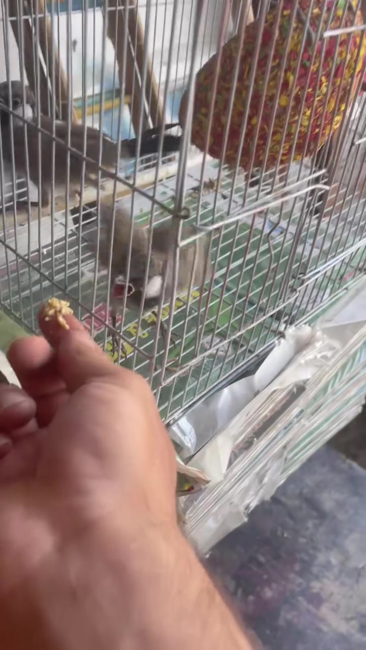 ٨٥ شلع فول الفه ٢ صغار و ٣ مخاليف مصبخ طينه 
مكاني يم جسر الذراع التاجي 
***********
