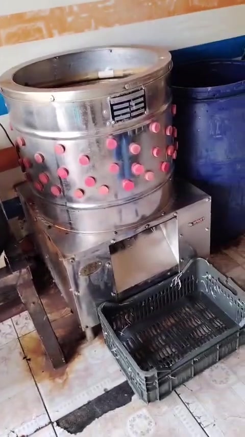 غراض محل • دجاج • للبيع