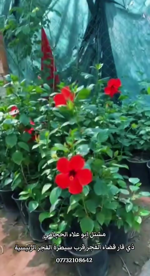 ​🌿 إعلان صادر عن مشتل أبو علاء الحجامي 🌿
تعلن إدارة مشتل أبو علاء الحجامي عن توفر تشكيلة واسعة وشاملة من أحدث وأجود أنواع الأشجار، والزهور، والشتلات، والثيل الطبيعي.
​أبرز ما يتوفر لدينا:
​الأشجار والشتلات: أكاسيا، ألبيزيا، دفلة، ورد الجمال، ياس، نبق مطعم، نبق حشري، كاريزيا، كافور (كالبتوز)، كابرس، تين، تيكوما، توت كندي (تكي كندي).
​الزهور والمتسلقات: دم العاشق، حناء، ورد الصباح، ست الحسن، جهنمي قزمي، جهنمي متسلق، ياسمين أحمر.
​الثيل: ثيل هندي طبيعي عالي الجودة.
​... وغيرها الكثير من النباتات والشتلات الظلية والشمسية.
​📌 العنوان: ذي قار - قضاء الفجر - قرب سيطرة الفجر الرئيسية
📞 للاستفسار والحجز (هاتف / واتساب): ***********
​أهلاً وسهلاً بكم في أي وقت!
