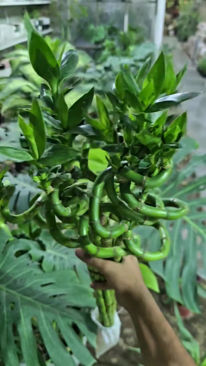 عرض البامبو 🔥
العنوان: حلة حي الصحة شارع كورنيش
للتواصل ضرغام : ‏‪***********‬‏
