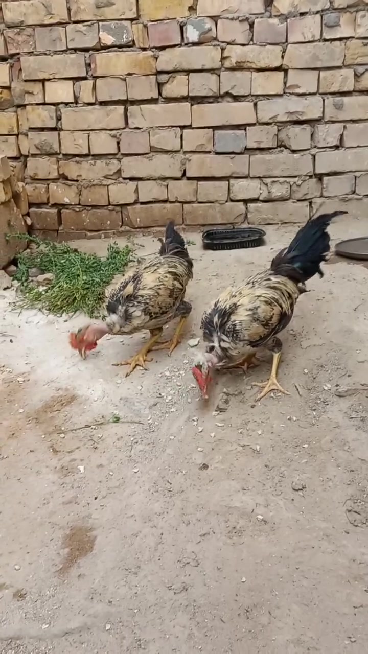 متاج ديوجة ابو ركيبة ثنين 
شرط صاحيات 
س،ع،ر التك ١٠ الاف 
المكان الشطرة والتوصيل داخل الشطره مجاني 
***********

