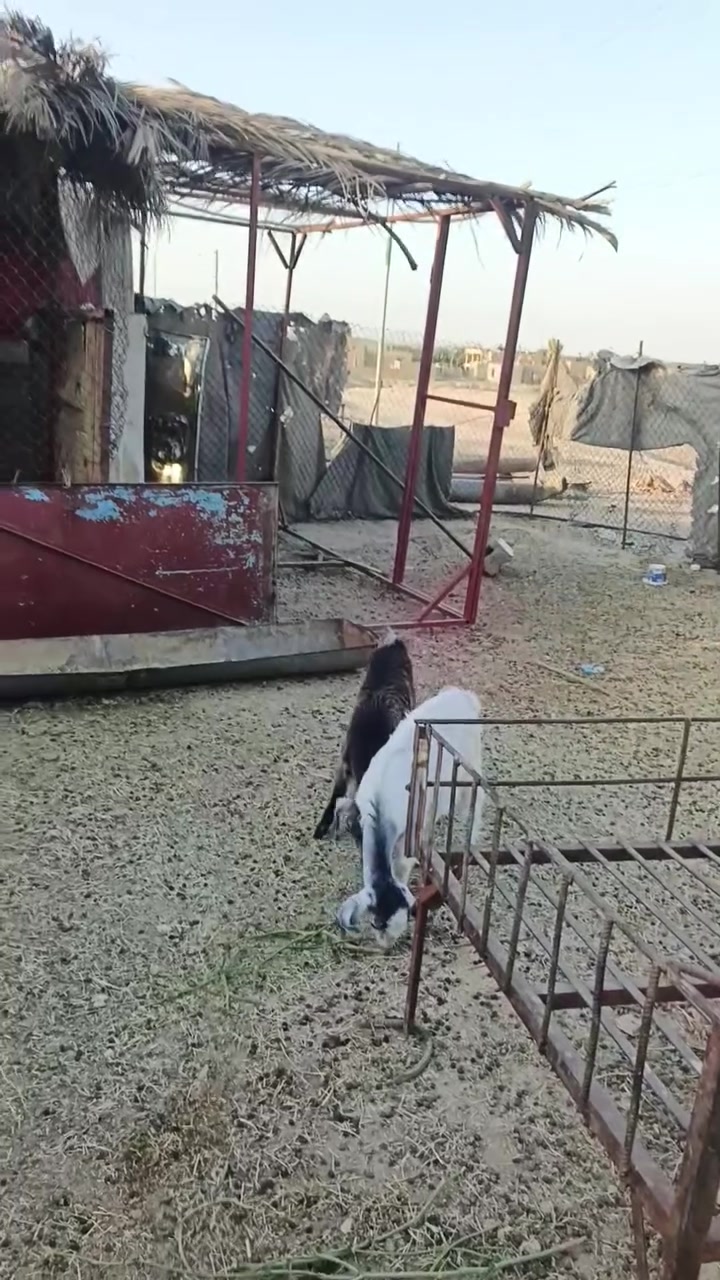 بسم الله ما شاء الله تبارك الله جدايه معالفات المكان زويه ناحيه الفرات جزيره البنمر  قرب قضاء هيت السعر 315 وبيهن مجال بسيط للشراي *********** اتصل او وتساب موجود
