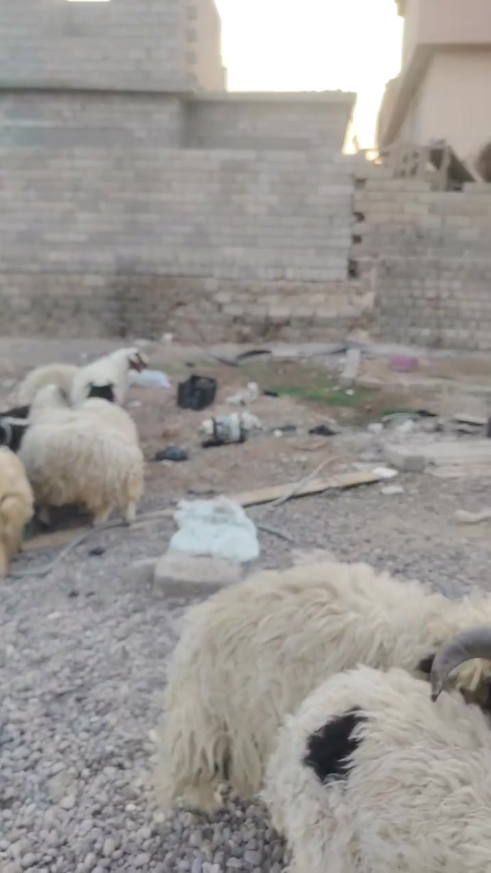 السلام عليكم متوفر طليان سمان للبيع حلال نضيف وشرط النصاحه 
اتصل وتدلل ***********
