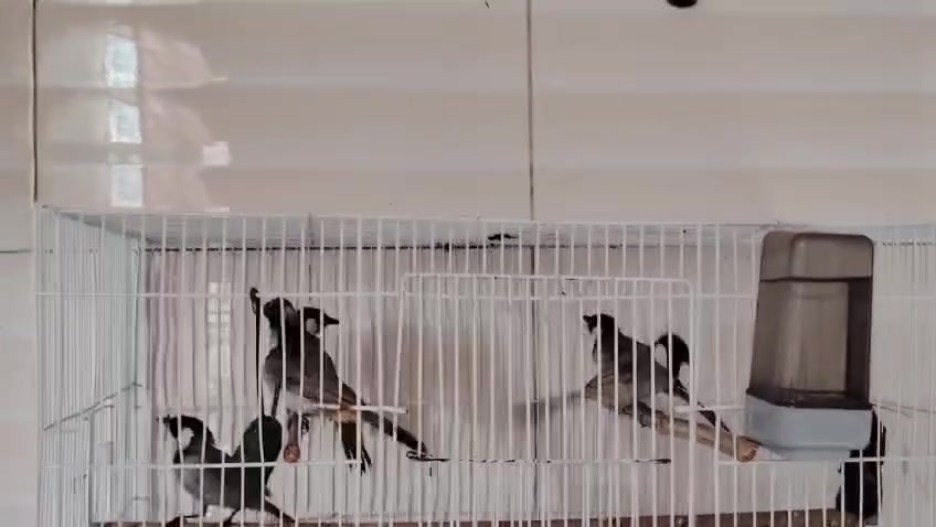 ياالله اللهم صل على محمد وآل محمد
خوان تم وصول وجبه بلابل مخاليف مال السنة تريد تخرجهن على ايدك تريدهن طور بلابل بدايه صبغ صحه وخشونه خير من الله..العنوان السماوة سبعة نيسان قرب شقق حياكم الله... ***********
