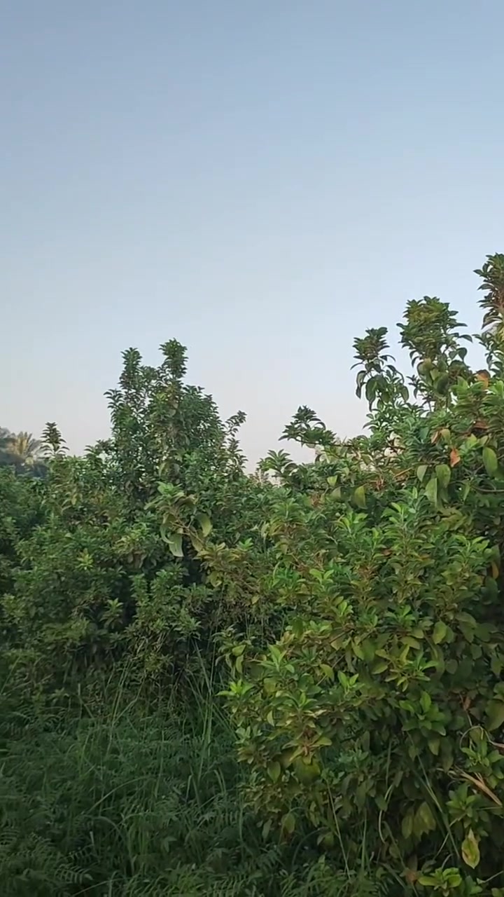 بستان • ٣ دونم • بعقوبة