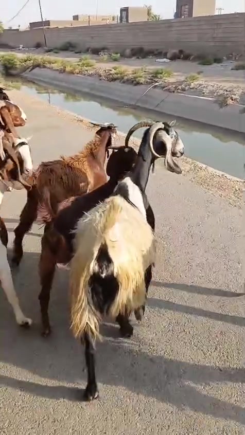 بسم الله ما شاء الله
صخول العدد اربعه مطافيل بناتهن بكدهن حلال حلو وخير من الله +ورجينه سمينه وينهم الجناية حلال رقم واحد
المكان واسط الشحيميه قريه ١٠
***********
ملاحضه اخوان اشتري جميع المواشي وشتريد من ذبايح مال مناسبات مال ارباط حلال جني عدي
