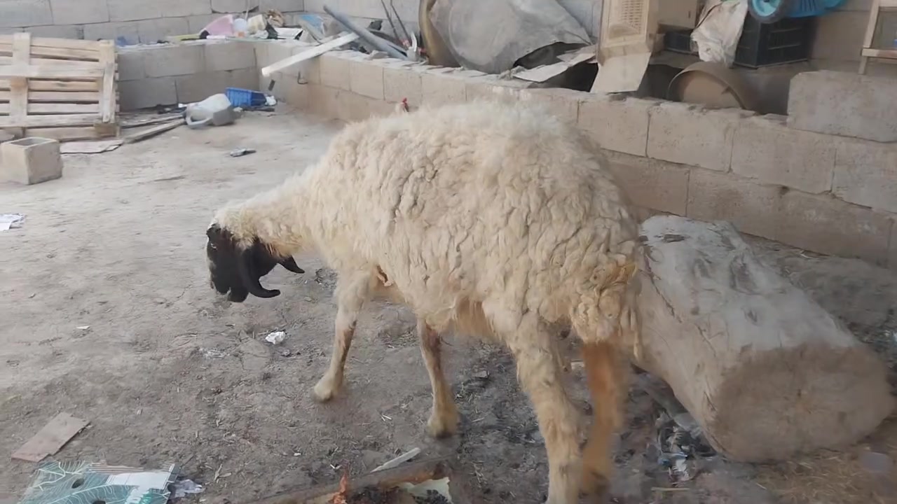 سلام عليكم ورجينه سن وشطر  للبيع شراي يتصل هاتف***********  خاص مكاني بغداد  تقاطع النهروان
