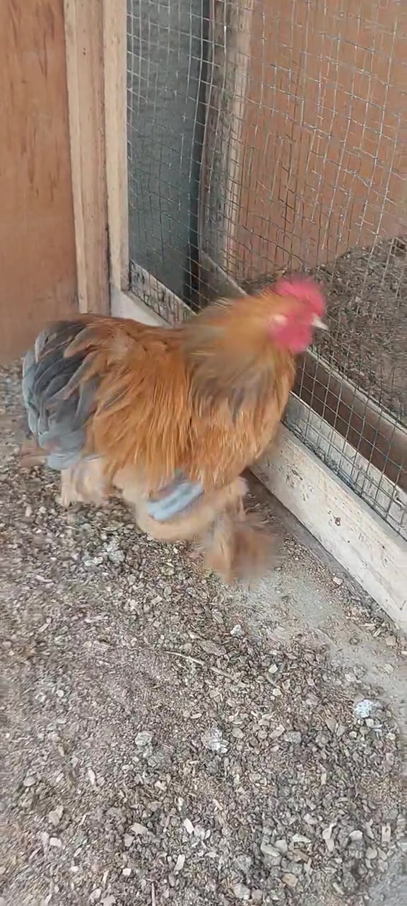 ديج كوشن • تكريت • للبيع