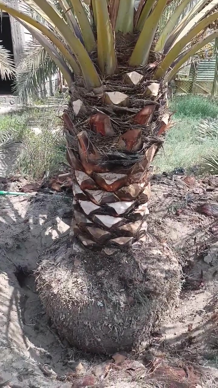 بسم الله الرحمن الرحيم تحيه طيبه العشاق النخيل في كل مكان توفر امايات برحي ارتفاع متر ونص ومتر وأكعيدي هيه وفسائله مكاني بصره أبي الخصيب *********** 🌴🌟🌳🎉👏💚
