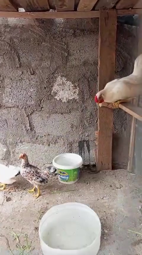 دجاج اسباني • رمادي ٦ كيلو • ٦ كيلو