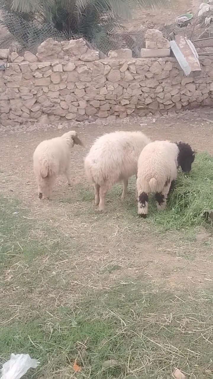 ثنيه • فاخره • البغدادي
