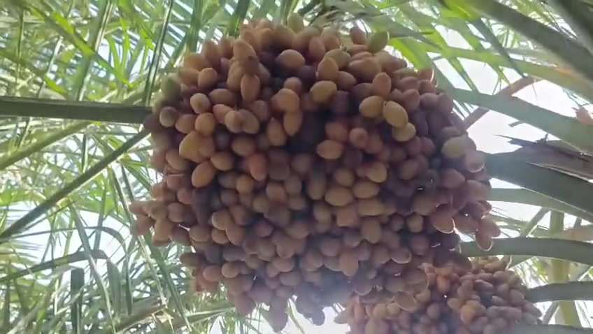 #رطب_اليوم_درجة_اولى
رطب البريم سعر الكيلو ب3000
من الشجرة للخلاط من النخلة للزبون 
يتوفر خدمة توصيل لكافة مناطق السماوة
للحجز والاستفسار واتساب ***********
#المثنى
#السماوة
